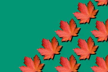 Red maple leaves pattern on green background. Top view. Flat lay. Season concept. Creative layout of colorful autumn leaves.