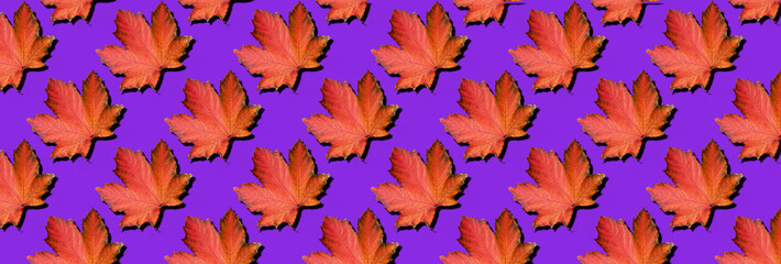 Fototapeta na wymiar Red maple leaves pattern on violet background. Top view. Flat lay. Season concept. Creative layout of colorful autumn leaves.