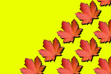 Naklejka na ściany i meble Red maple leaves pattern on yellow background. Top view. Flat lay. Season concept. Creative layout of colorful autumn leaves.