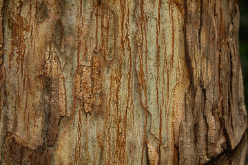 Dark brown bark and Old wood pattern