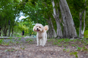 puppy dog, poodle terrier walking on park, Cute white poodle terrier, relax pet, poodle terrier mix, puppy poodle dog standing looking