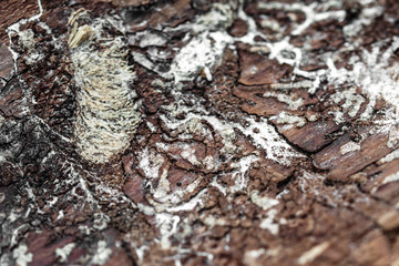 Closeup of traces from a bark beetle on dead wooden bark