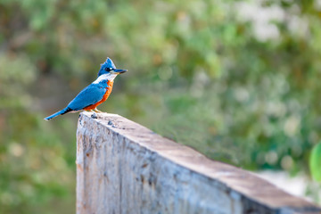 Ringed Kingfisher