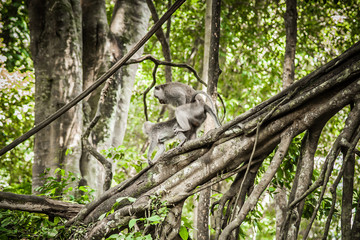 Monkeys are having sex in Sacred Monkey Forest Sanctuary