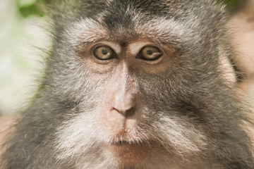 Portrait of long tailed macaque monkey at sacred monkey forest