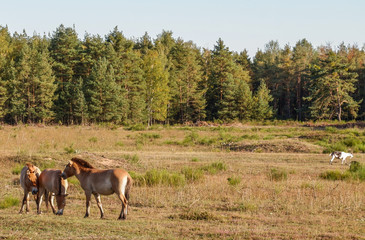 Wildpferde und Ziegen gemeinsam im gehege im Tennenloher forst