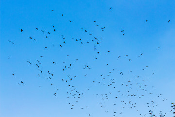 A flock of birds on a blue sky background_