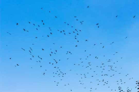 A flock of birds on a blue sky background_