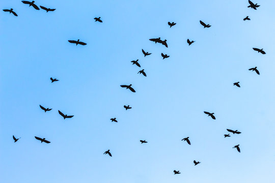A flock of birds on blue sky background close up_
