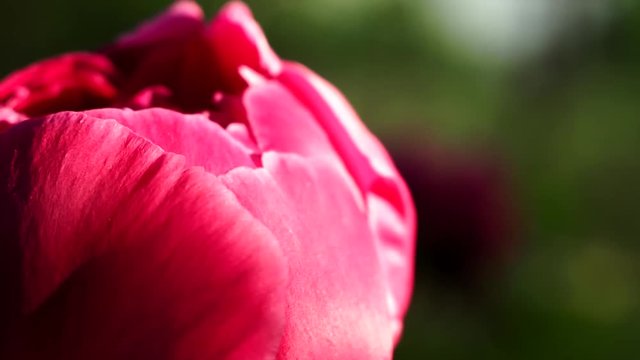 pink peony flower closeup in garden