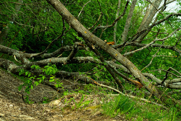 Tree in the forest - closed by fallen tree trail leading to open forest with juicy green foliage