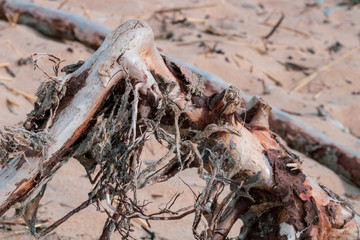 Dried branch skimmed with sand and dryness on the beach on a summer hot day