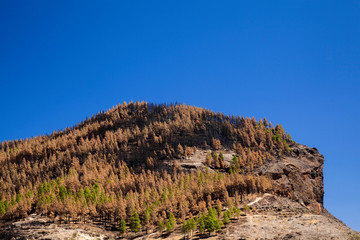 Gran Canaria after wild fire