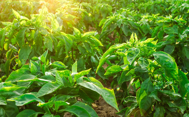 Rows / plantation of young pepper on a farm on a sunny day. Growing organic vegetables. Eco-friendly products. Agriculture land and farming. Agro business. Ukraine, Kherson region. Selective focus