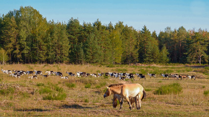 Wildpferde und Ziegen gemeinsam im gehege im Tennenloher forst