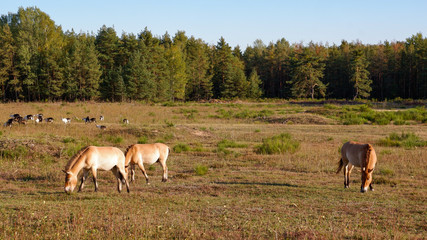 Wildpferde und Ziegen gemeinsam im gehege im Tennenloher forst