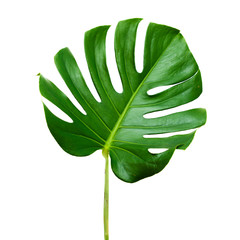 Fototapeta na wymiar big dark green leaf of monstera plant