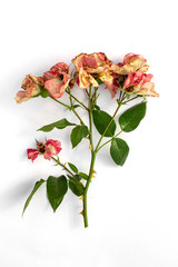 Cut off blossomed rose branch. Dry flowers rose isolated on a white background.  Pruning plants in the garden. Gardening. Top view.
