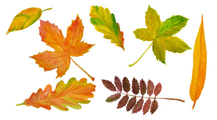 Watercolor bright set of autumn leaves. Fall collection