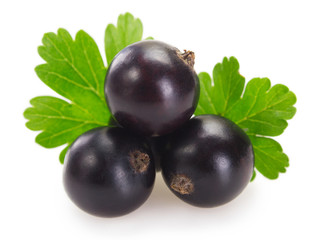 Black currant on white background