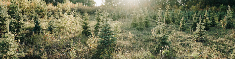 panorama of a pine forest in sunny weather 1