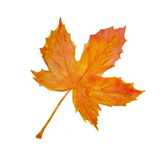 Bright watercolor orange autumnmaple leaf. Fall illustration