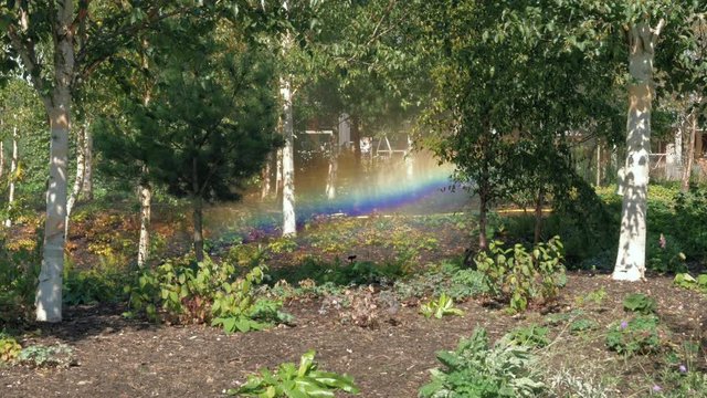 Sprinkler system in wooded area, creating a rainbow in the sunshine,  locked off