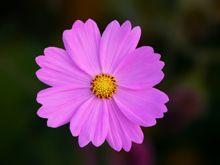 Blumen
