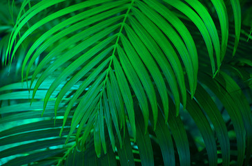 Obraz na płótnie Canvas green palm leaves that are natural for the background.