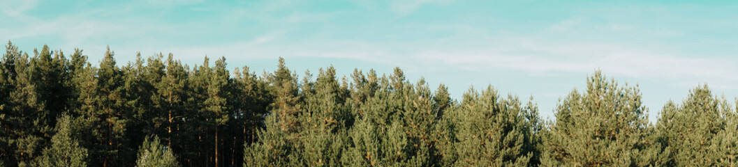 panorama of a pine forest in sunny weather 1
