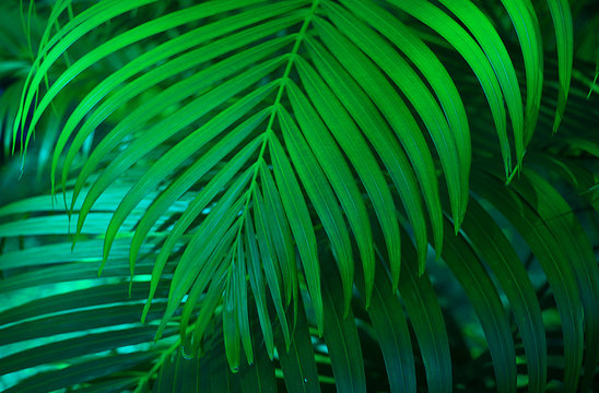 green palm leaves that are natural for the background.