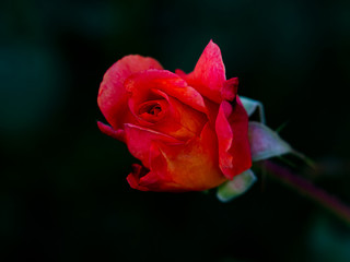 Blumen