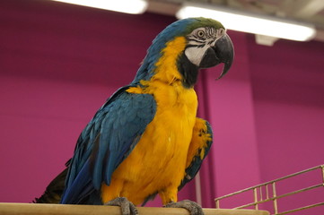 blue and yellow macaw