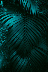 Green leaves background. Green leaves color tone dark in the morning. Tropical Plant,environment,photo concept nature and plant.
