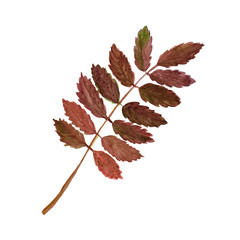 Watercolor autumn red purple rowan leaf on white background. Fall illustration