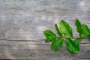 One fresh peppermint branch  leaves on  wood with   copy space