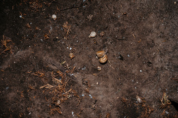  a group of snails on the ground under a tree