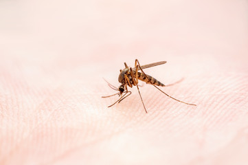 Encephalitis, Yellow Fever, Malaria Disease or Zika Virus Infected Culex Mosquito Parasite Insect on Skin Macro