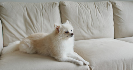 Fototapeta na wymiar Pomeranian dog sit on sofa