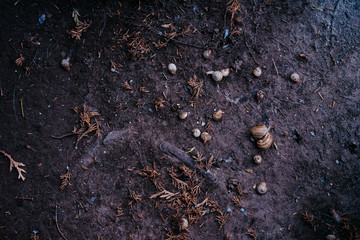 a group of snails on the ground under a tree