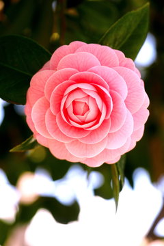Princess Camillia