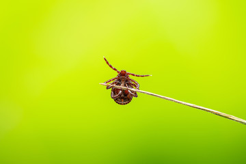 Encephalitis Virus or Lyme Borreliosis Disease or Monkey Fever Infectious Dermacentor Tick Arachnid...