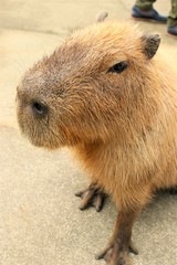 カピバラ アップ