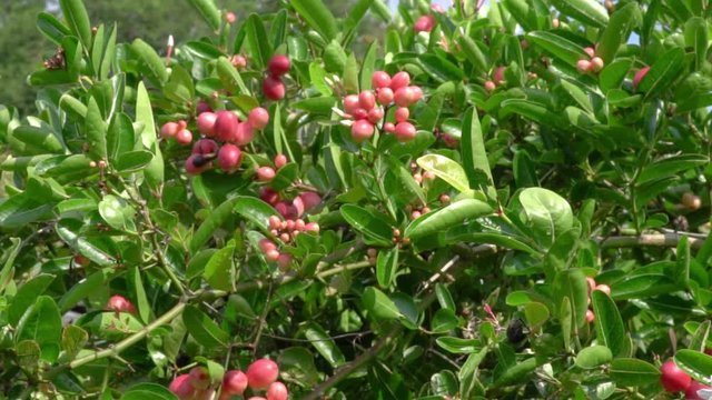 Karonda Fruit on the tree whit dolly slide technical