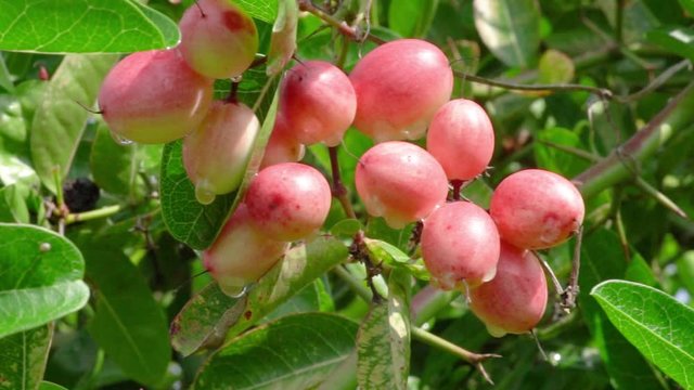 Karonda Fruit on the tree whit dolly slide technical