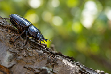 Fototapeta premium Female stag beetle - Dorcus hopei binodulosus - on the tree.