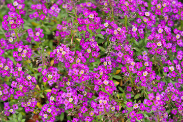 Obraz premium Petite cerise purple pink flowers of Lobularia maritima Alyssum maritimum, sweet alyssum or alison, brassicaceae. Floral background
