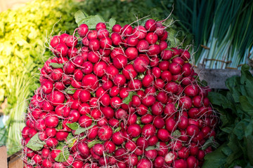 Group of or Freshly harvested, red radish. Stack of Vibrant red radish on market or bazar with green leaves in background.