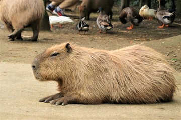 カピバラ
