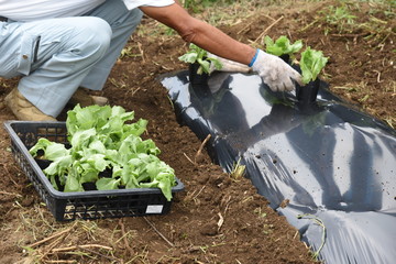 Lettuce cultivation / Kitchen garden / Creating good soil is important. Plow well to make excellent...